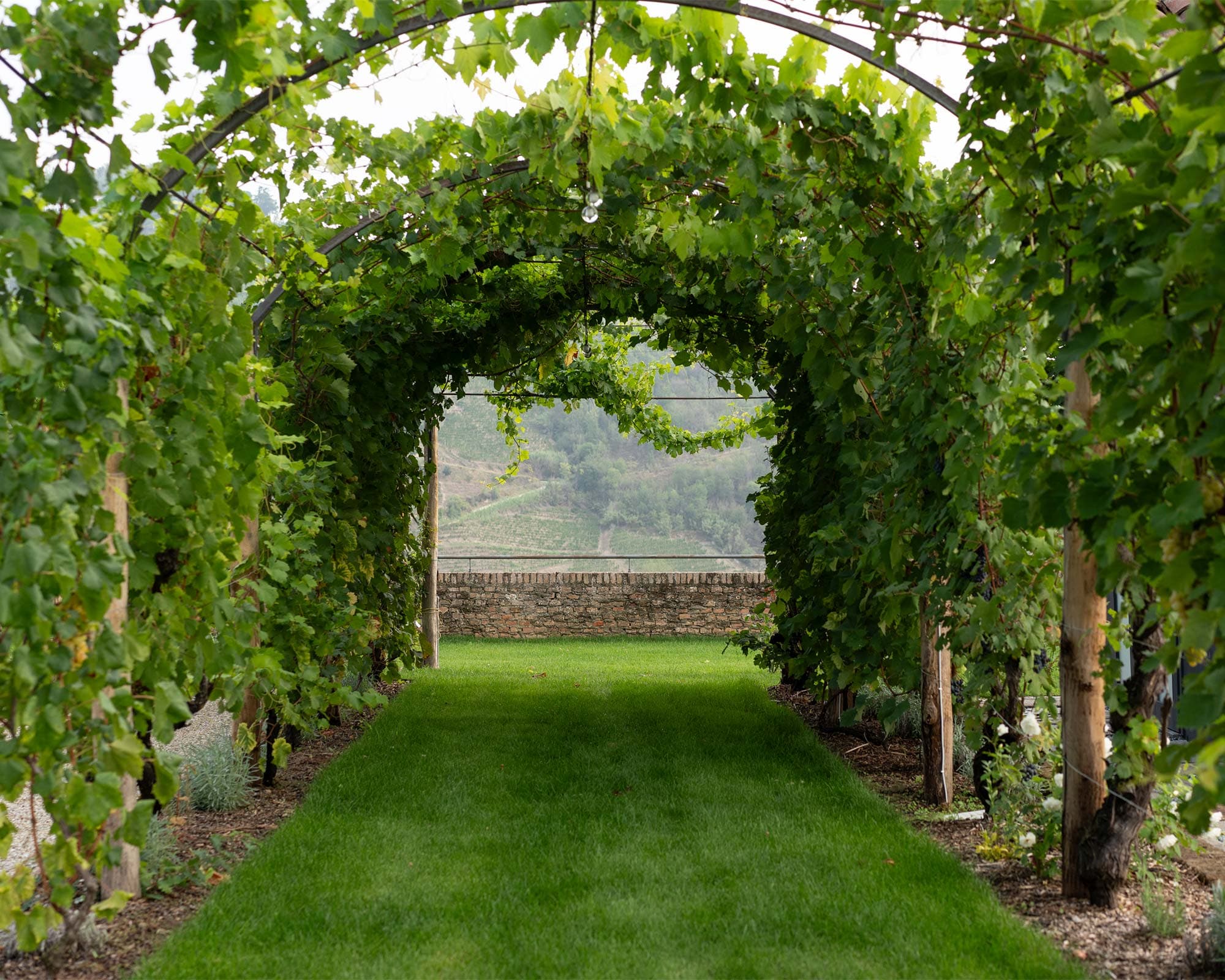 vigne di fagnano pergola langhe santo stefano belbo