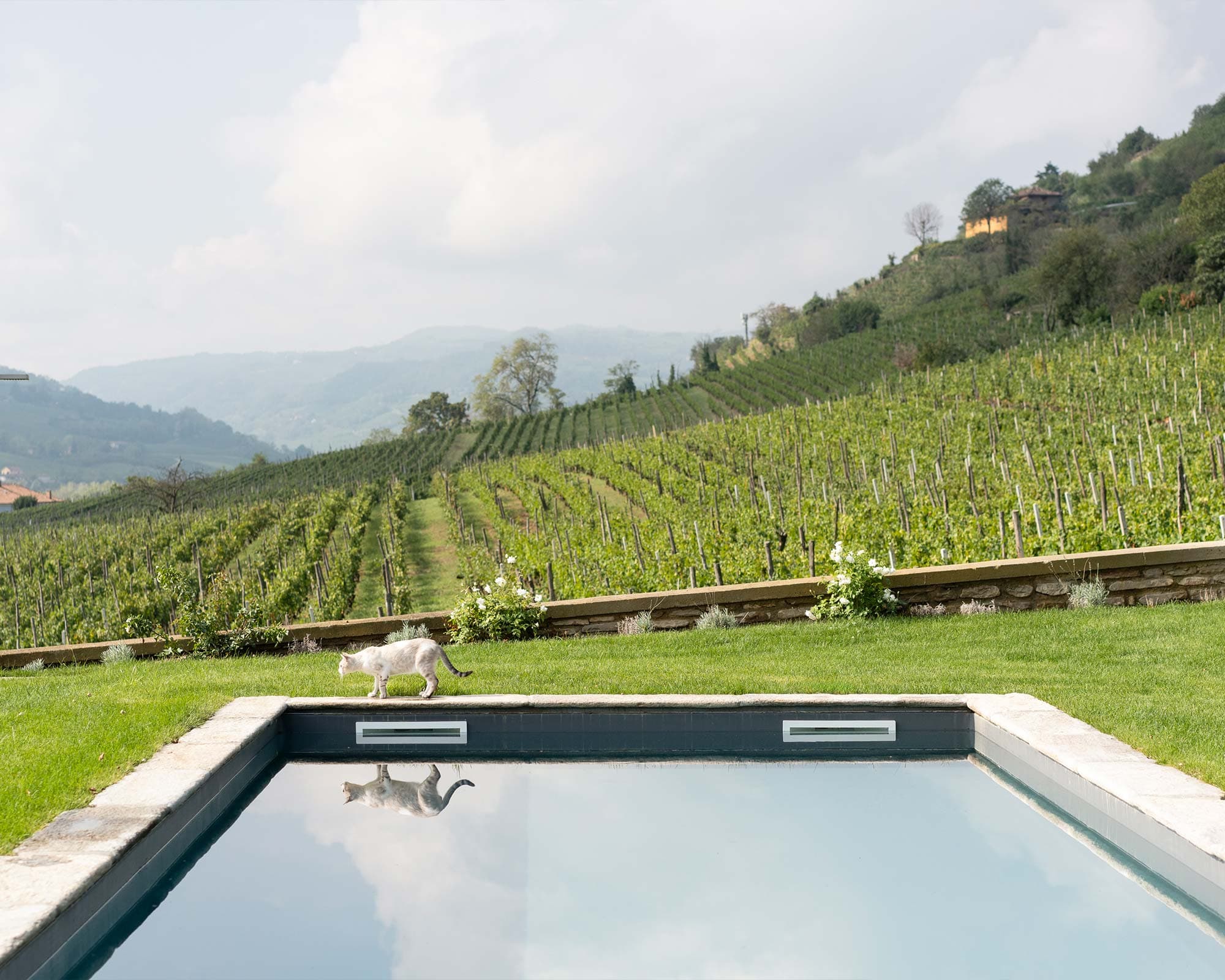 vigne di fagnano piscina vista langhe gatto