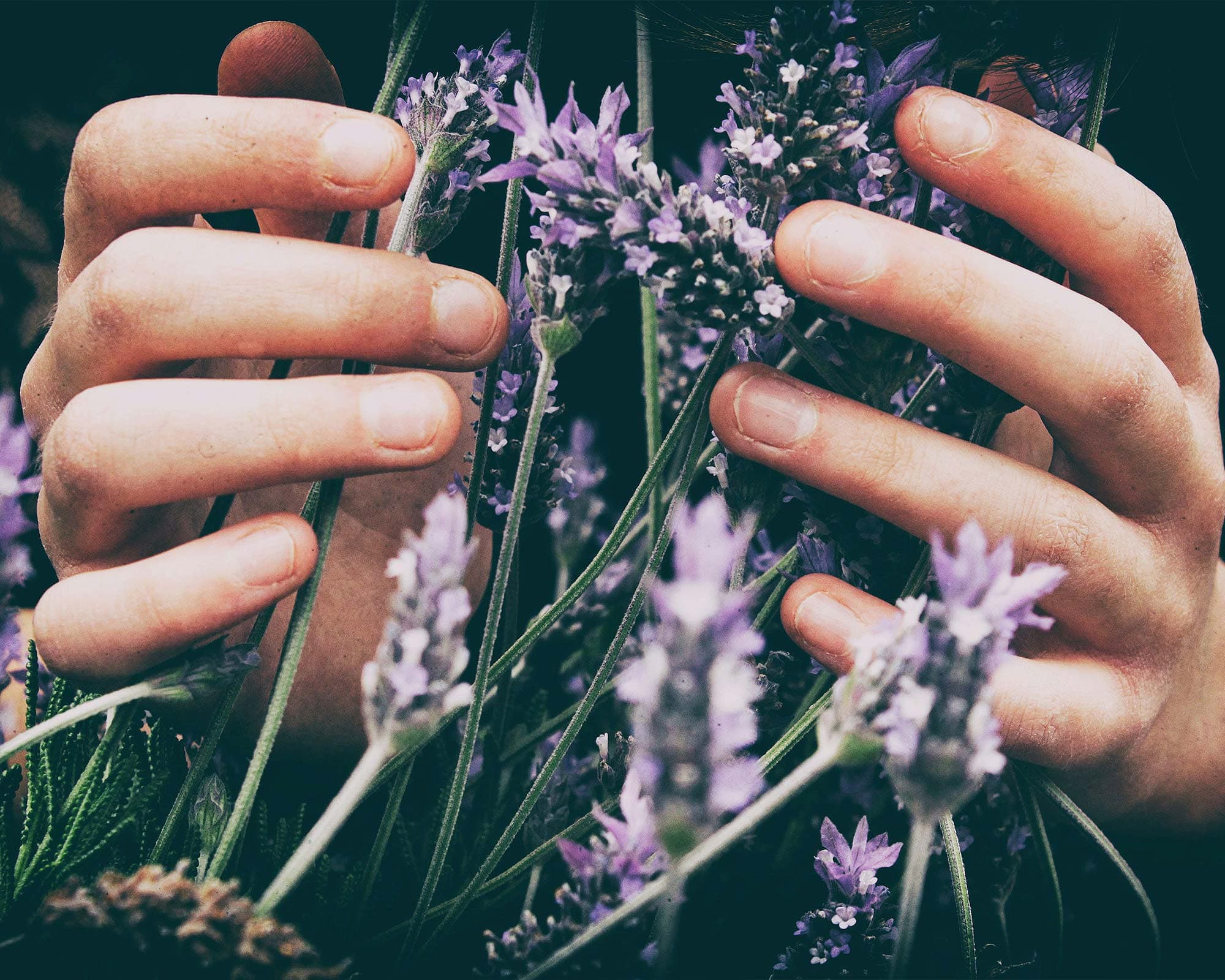 vigne di fagnano area wellness relax lavanda