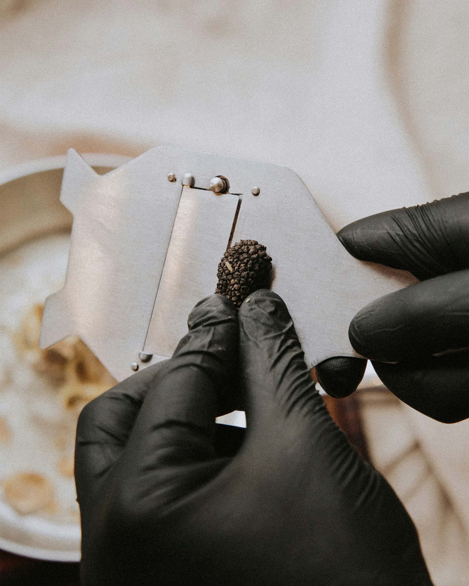 vigne di fagnano caccia tartufo assaggio del tartufo