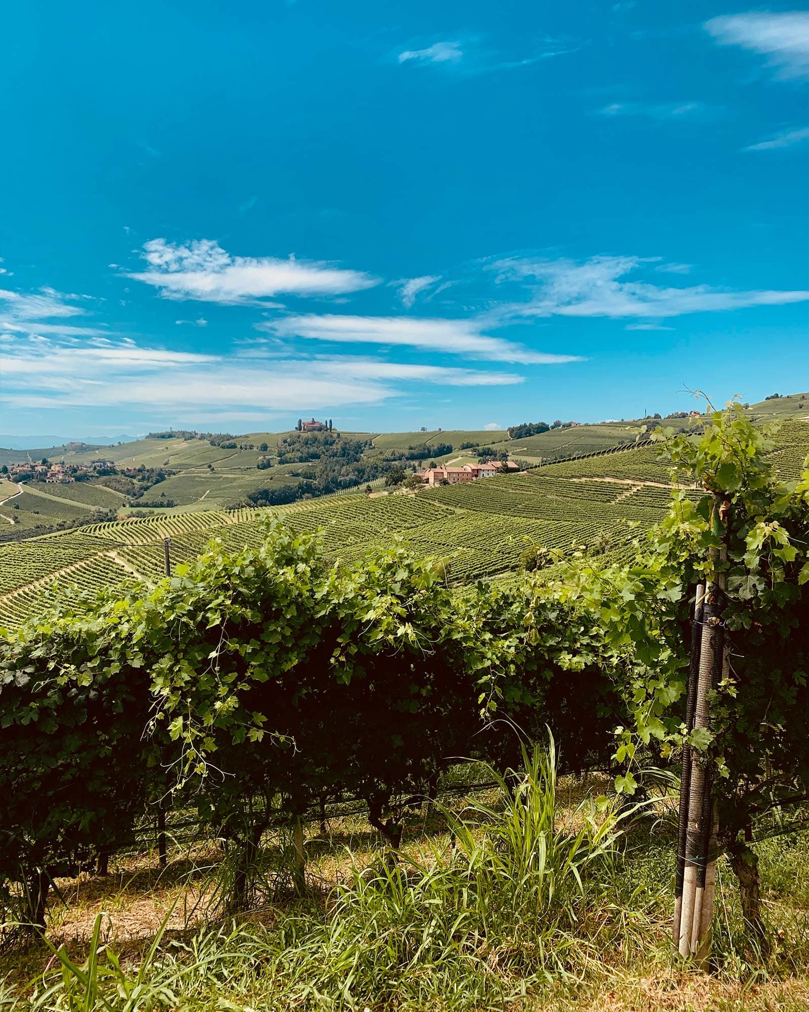 vigne di fagnano noleggio bike vigne vista langhe