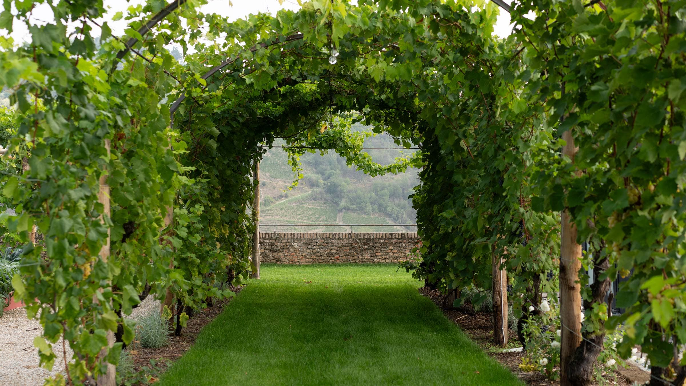 vigne di fagnano pergola langhe santo stefano belbo
