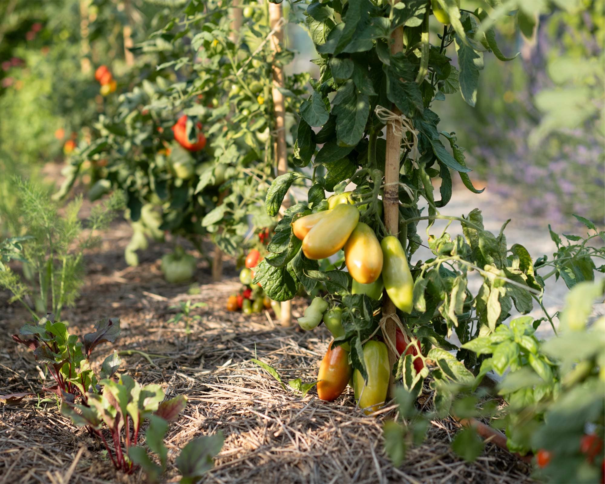 vigne di fagnano personal chef cooking class orto pomodori