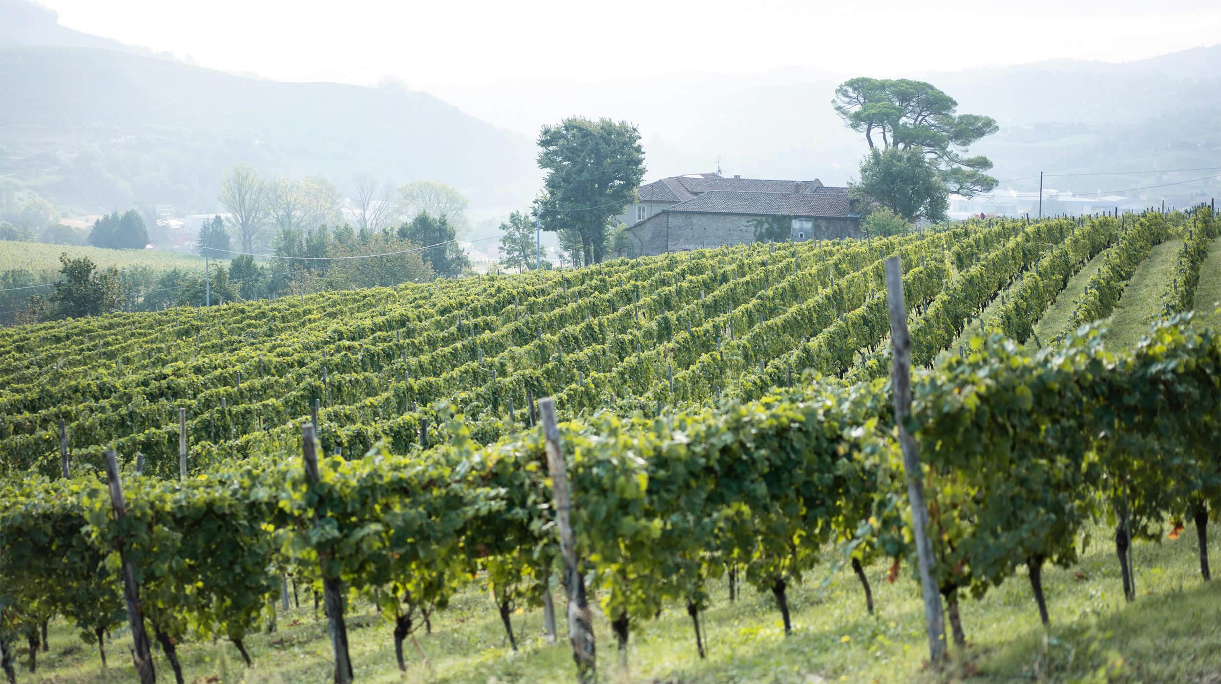 Vigne di Fagnano 1709